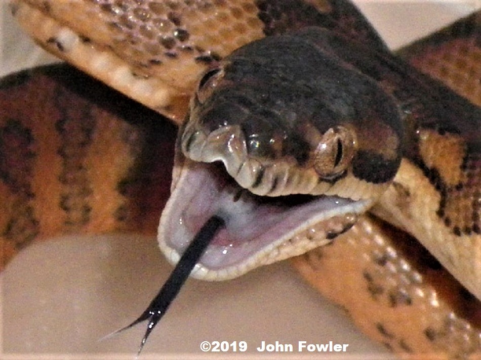 Morelia spilota variegata Darwin or Northwestern Carpet Python